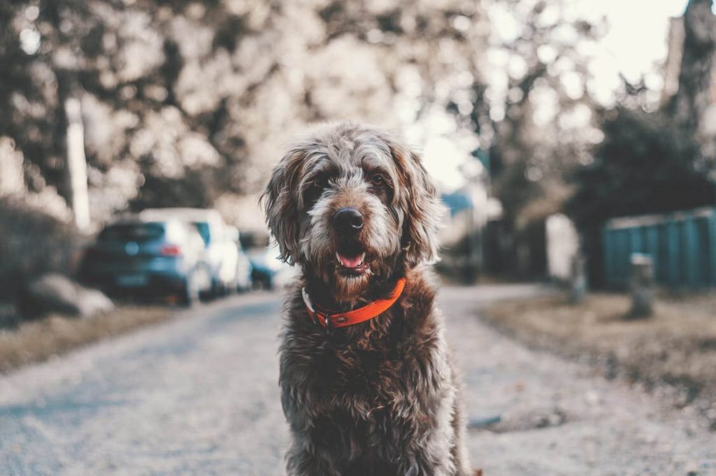 chien souriant