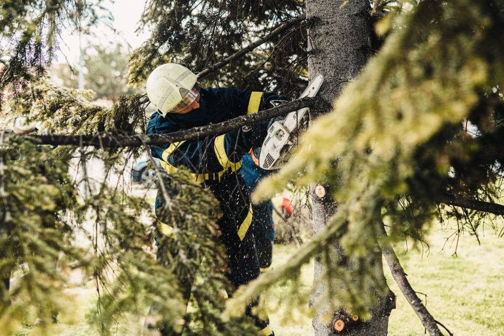 A Guide to Choosing a Tree Cutting Service (Arborists)