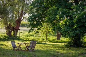 Tree cutting service backyard