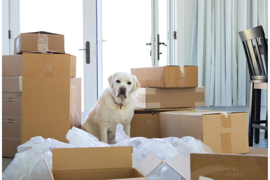 Surrendering Your Dog When Moving: 5 Options to Consider