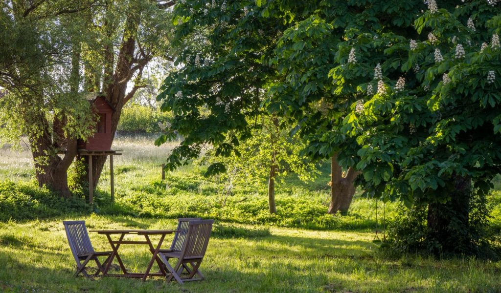 Tree cutting service backyard